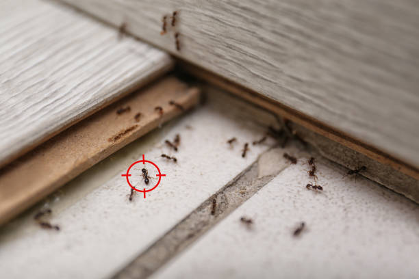Trusted Fifth Street, TX Pest Control Experts