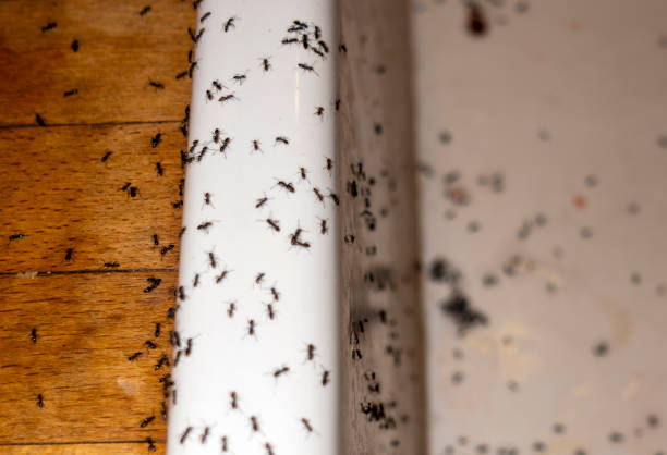 Best Commercial Pest Control Services  in Fifth Street, TX