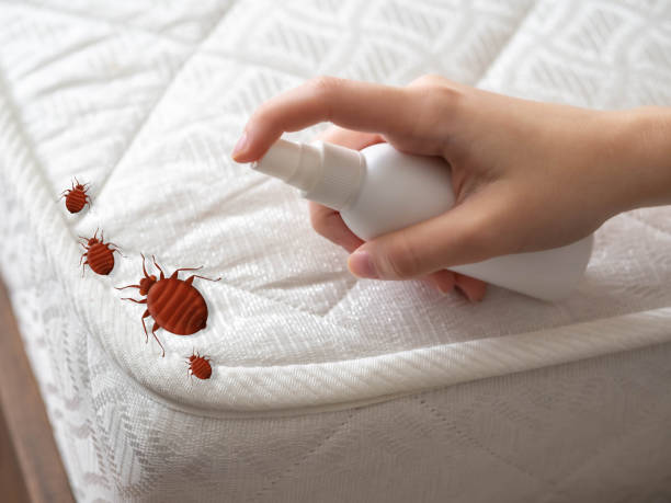 Best Local Pest Control Services  in Fifth Street, TX