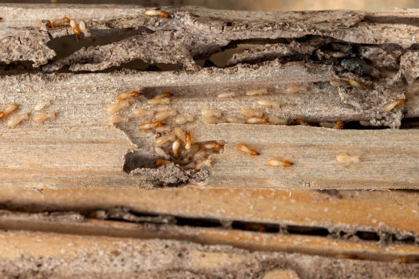Wildlife Control Services in Fifth Street, TX